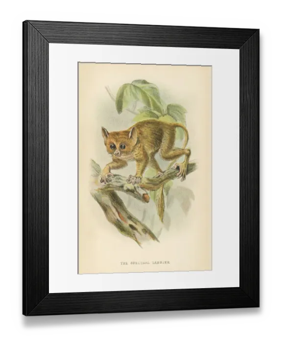 Framed Print : Tarsier primate 1894 Framed Print : Tarsier primate 1894
