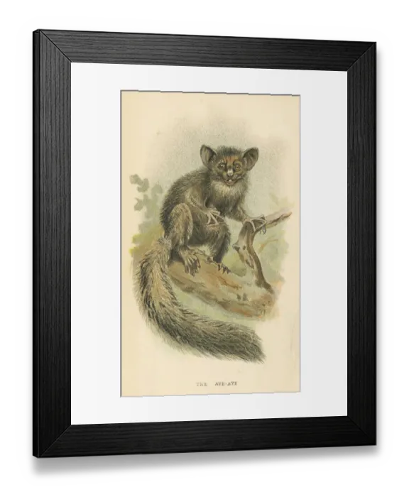 Framed Print : Aye-aye lemur primate 1894 Framed Print : Aye-aye lemur primate 1894