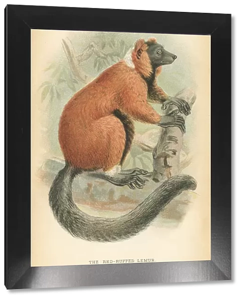 Red lemur primate 1894