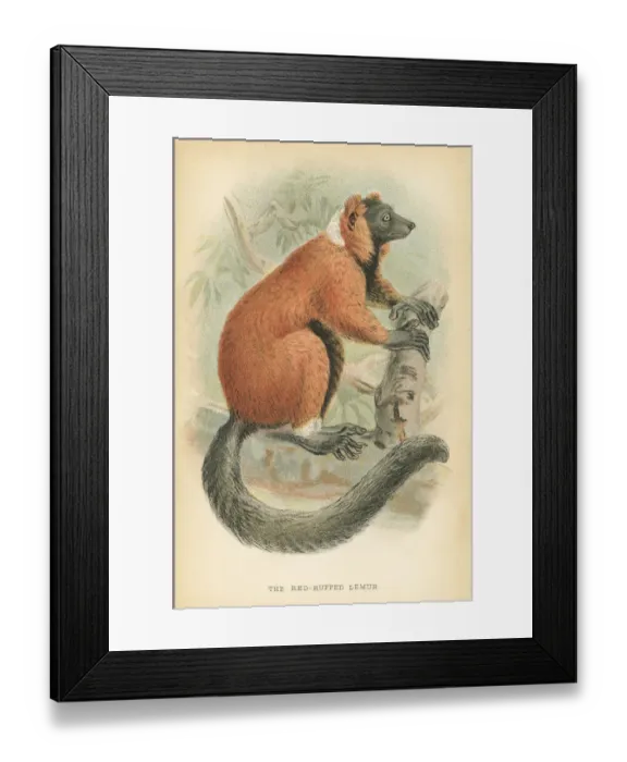 Framed Print : Red lemur primate 1894 Framed Print : Red lemur primate 1894
