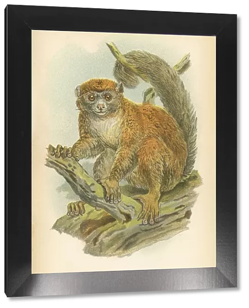 Gentle lemur primate 1894