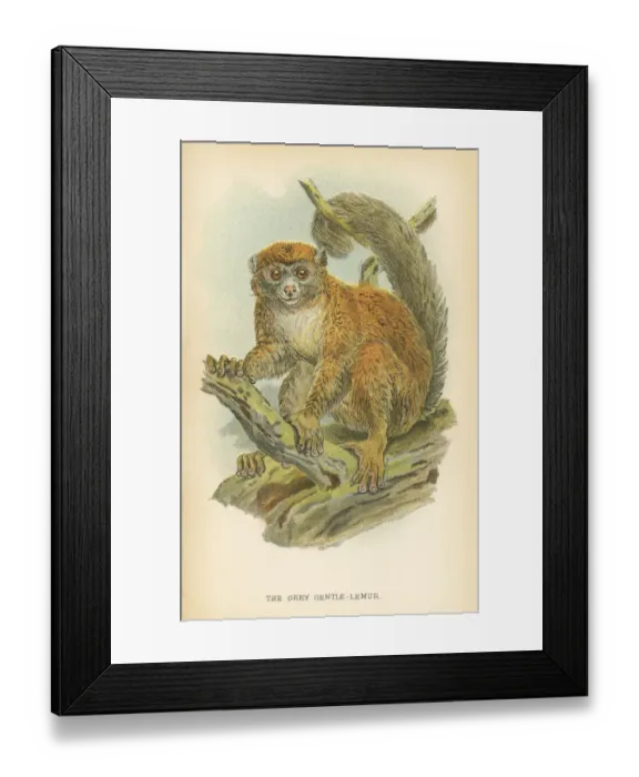 Framed Print : Gentle lemur primate 1894 Framed Print : Gentle lemur primate 1894