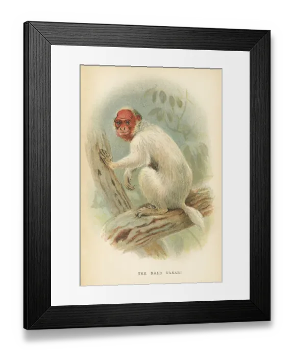 Framed Print : Bald uakari primate 1894 Framed Print : Bald uakari primate 1894
