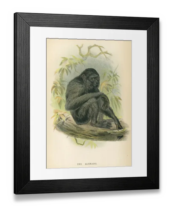 Framed Print : Siamang gibbon primate 1894 Framed Print : Siamang gibbon primate 1894