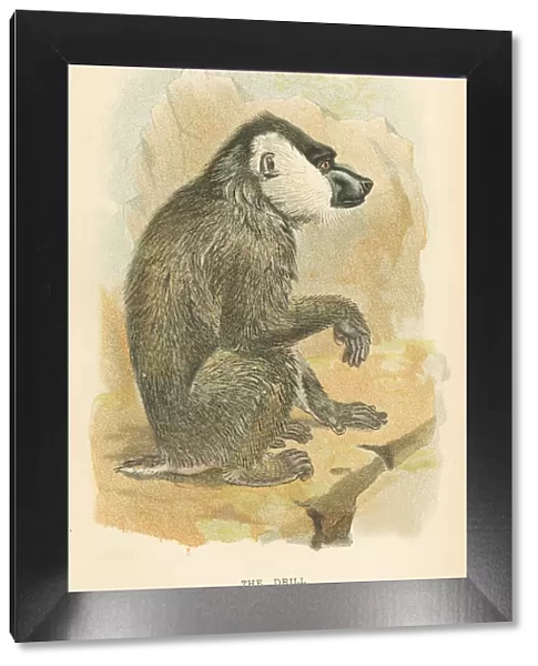 Mandrill primate 1894