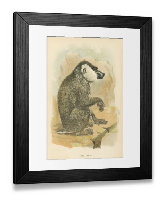 Framed Print : Mandrill primate 1894 Framed Print : Mandrill primate 1894