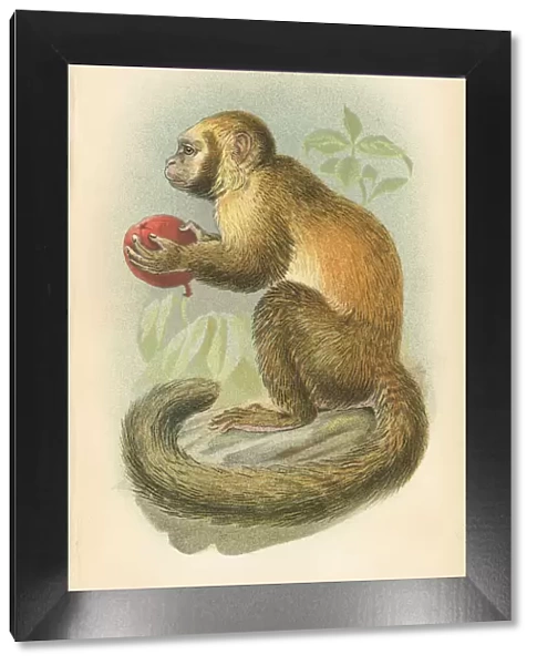 Capuchin monkey primate 1894