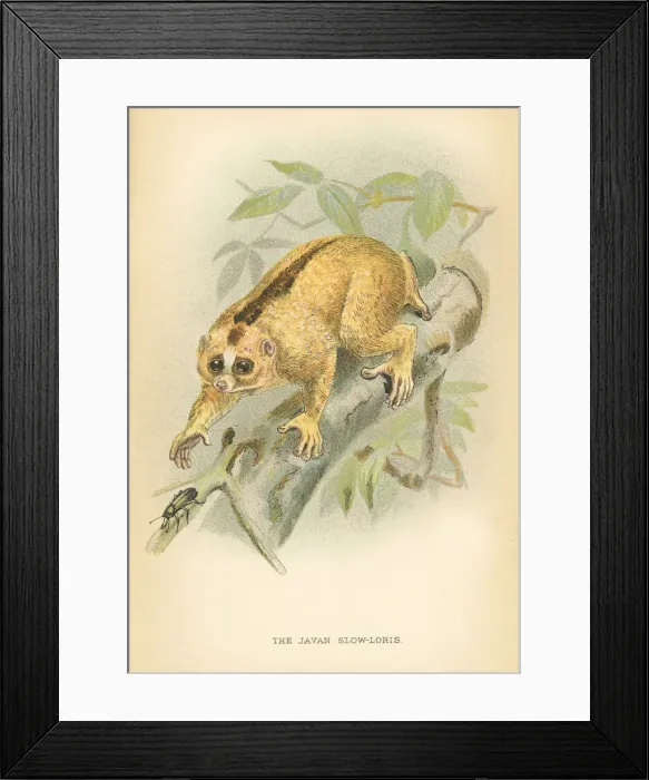 Framed Print : Javan loris primate 1894 Framed Print : Javan loris primate 1894