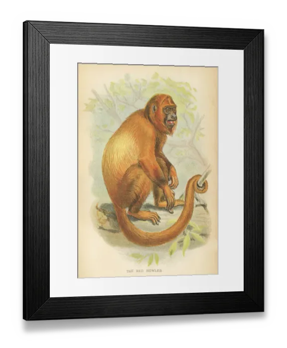 Framed Print : Red howler primate 1894