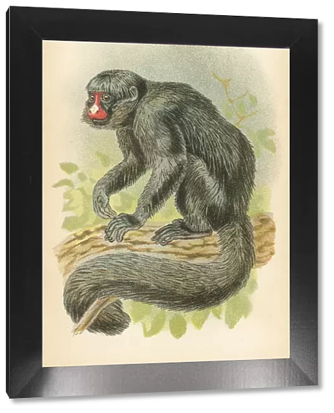 Saki monkey primate 1894