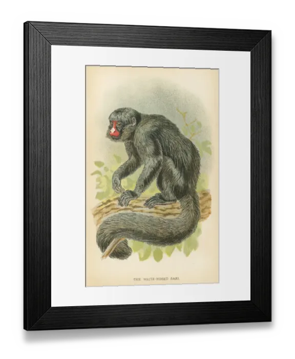 Framed Print : Saki monkey primate 1894
