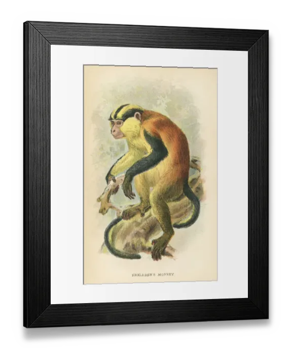 Framed Print : Erxlebens primate 1894