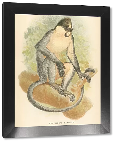 Langur primate 1894
