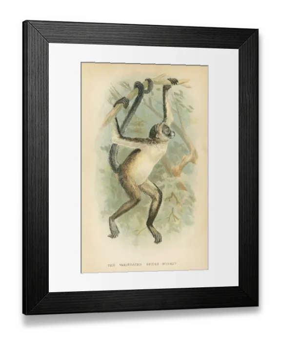 Framed Print : Spider monkey primate 1894 Framed Print : Spider monkey primate 1894