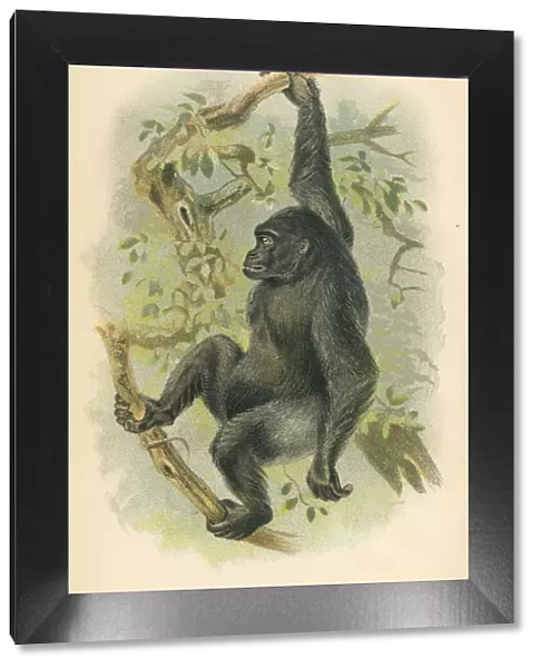 Gorilla primate 1894