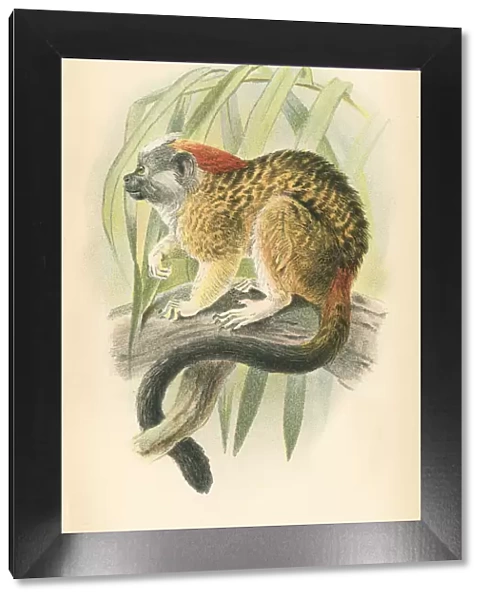 Tamarin primate 1894
