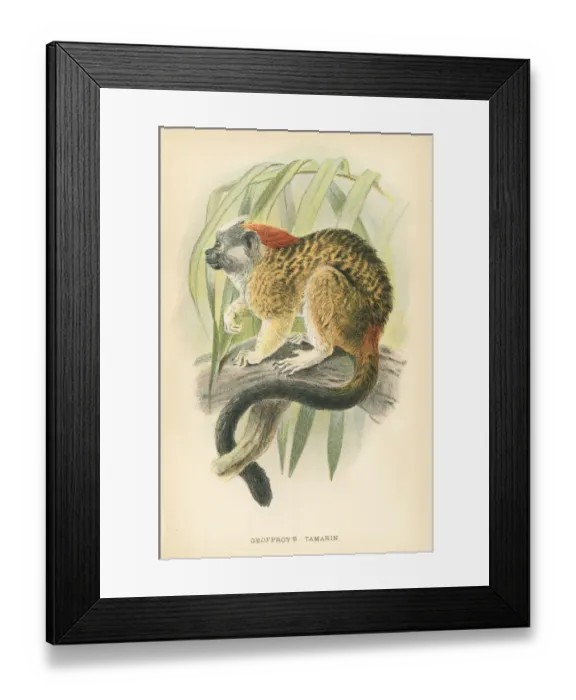 Framed Print : Tamarin primate 1894
