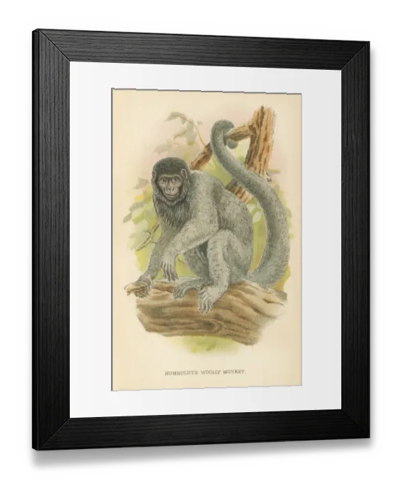 Framed Print : Woolly monkey primate 1894 Framed Print : Woolly monkey primate 1894