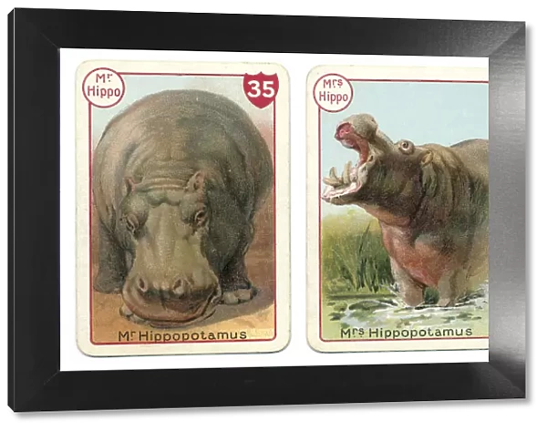 Three hippopotamus playing cards Victorian animal families game