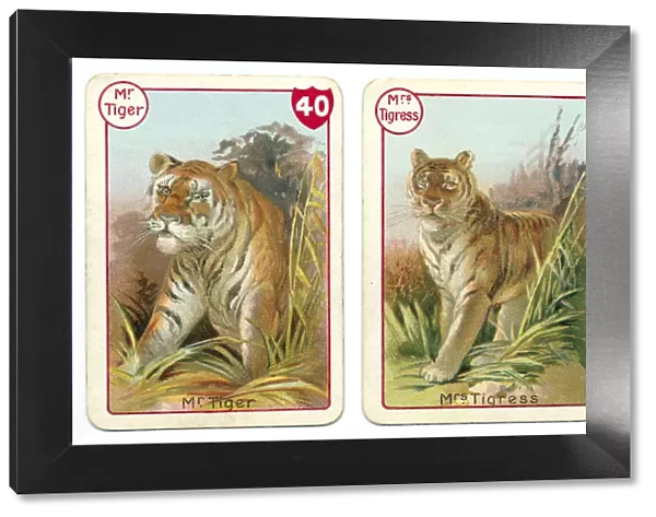 Three tiger playing cards Victorian animal families game