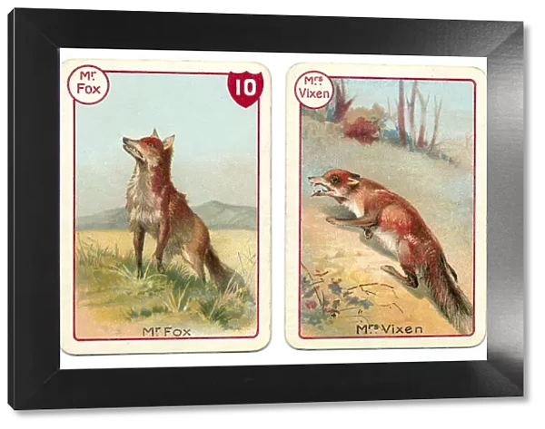 Three fox playing cards Victorian animal families game