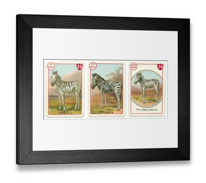 Framed Print : Three zebra playing cards Victorian animal families game Framed Print : Three zebra playing cards Victorian animal families game