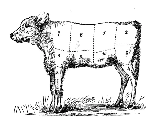 Antique recipes book engraving illustration: Veal sections