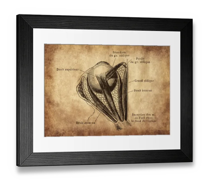 Framed Print : Human eye with muscles Framed Print : Human eye with muscles