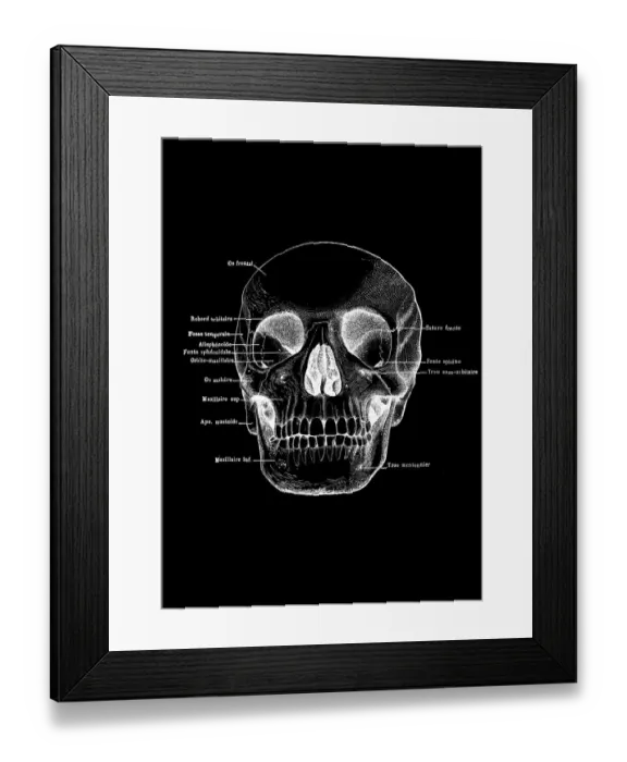 Framed Print : Human Skull with labels