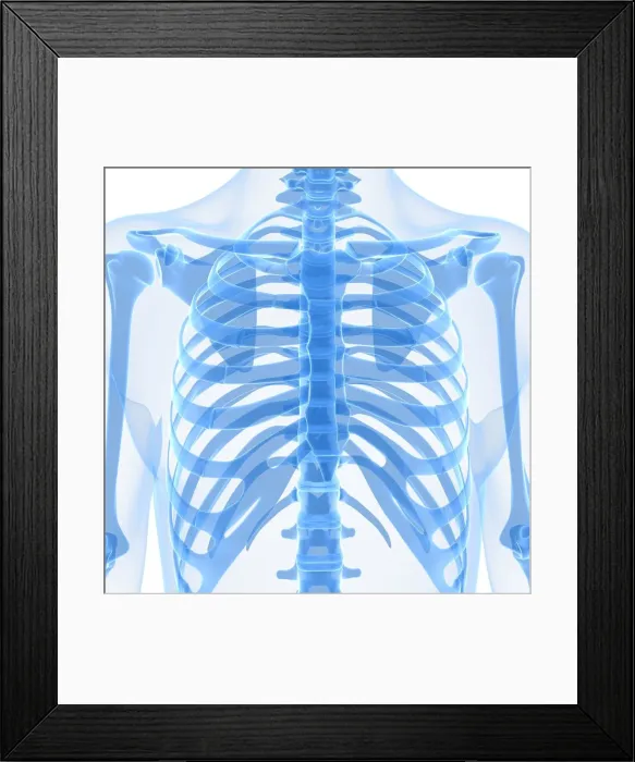 Framed Print : Upper body bones, artwork Framed Print : Upper body bones, artwork