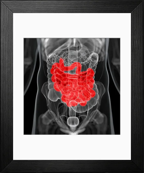 Framed Print : Healthy small intestines, artwork Framed Print : Healthy small intestines, artwork