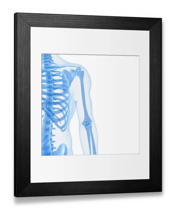 Framed Print : Upper body bones, artwork Framed Print : Upper body bones, artwork