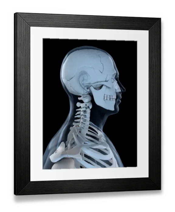Framed Print : Upper body bones, artwork Framed Print : Upper body bones, artwork