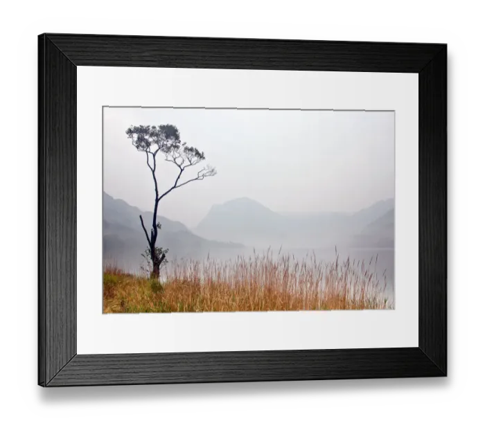 Framed Print : Buttermere Tree in Soft Mist