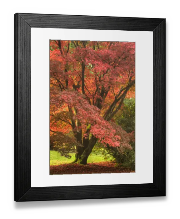 Framed Print : Sheffield Park Framed Print : Sheffield Park