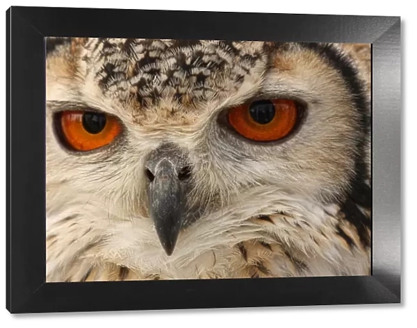 Owl eyes. Close up of owl eyes