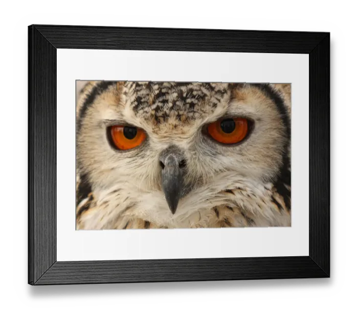 Framed Print : Owl eyes. Close up of owl eyes