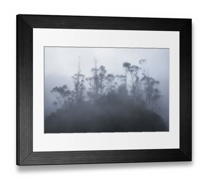 Framed Print : Foggy trees, Ribeiro De Frio, Madeira, Portugal Framed Print : Foggy trees, Ribeiro De Frio, Madeira, Portugal