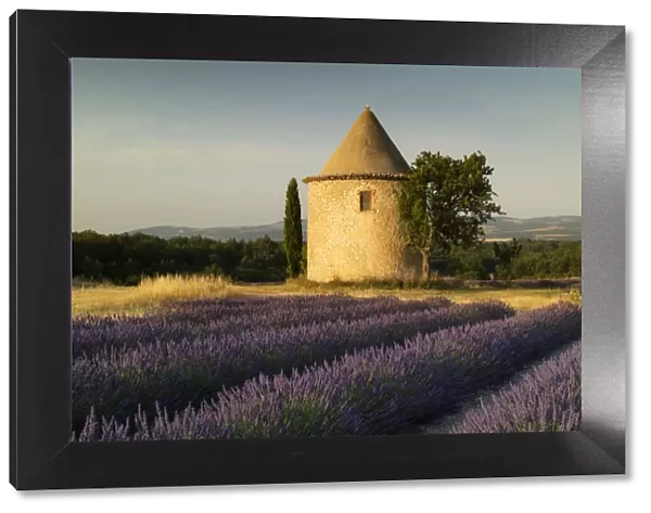 Round tower, lavender, Sault in Provence, France