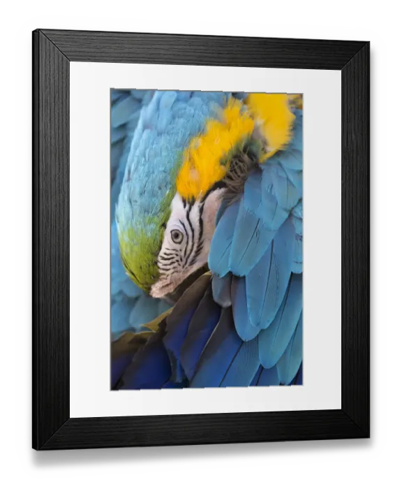 Framed Print : A preening macaw in Dubrovnik, Croatia Framed Print : A preening macaw in Dubrovnik, Croatia