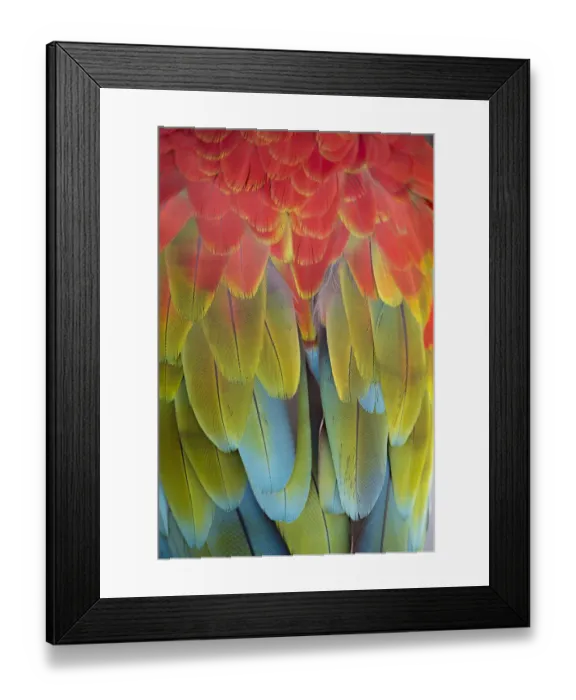 Framed Print : A scarlet macaw in Dubrovnik, Croatia Framed Print : A scarlet macaw in Dubrovnik, Croatia