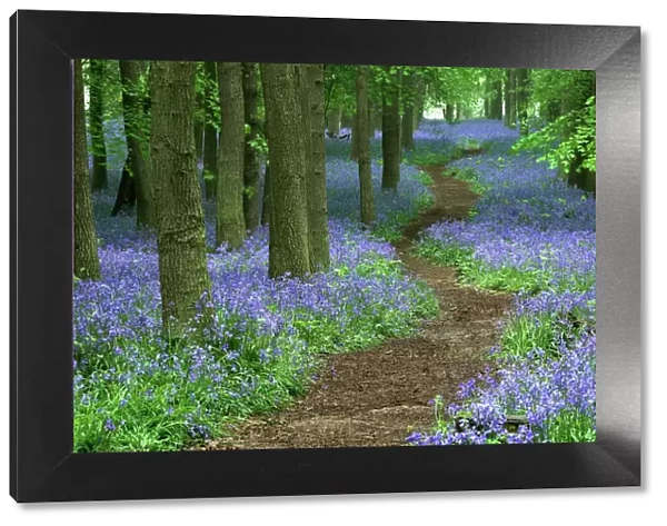Path through bluebell (Hyacinthoides non-scripta) forest, Ashridge, Hertfordshire, England