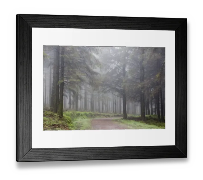 Framed Print : Misty path in Bellever Woods, Dartmoor, Devon, England Framed Print : Misty path in Bellever Woods, Dartmoor, Devon, England