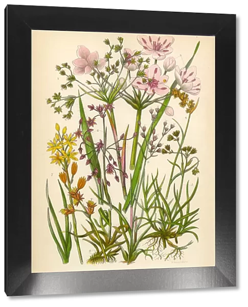 Flowering Rush, Juncus Effusus, Rush, Juncaceae, Victorian Botanical Illustration