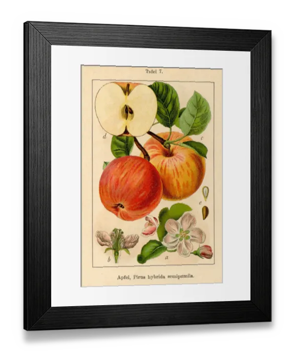 Framed Print : Botanic FiA v08 t07 Pirus hybrida semipumila Framed Print : Botanic FiA v08 t07 Pirus hybrida semipumila