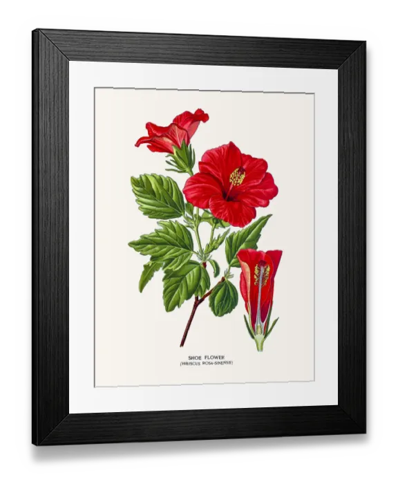 Framed Print : Hibiscus Rose flower Framed Print : Hibiscus Rose flower