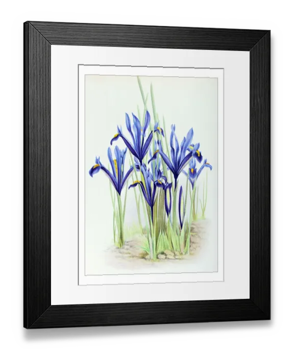 Framed Print : Botany plants antique engraving illustration: Iris reticulata, netted iris Framed Print : Botany plants antique engraving illustration: Iris reticulata, netted iris