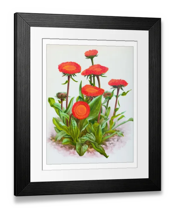 Framed Print : Botany plants antique engraving illustration: Erigeron aurantiacus Framed Print : Botany plants antique engraving illustration: Erigeron aurantiacus
