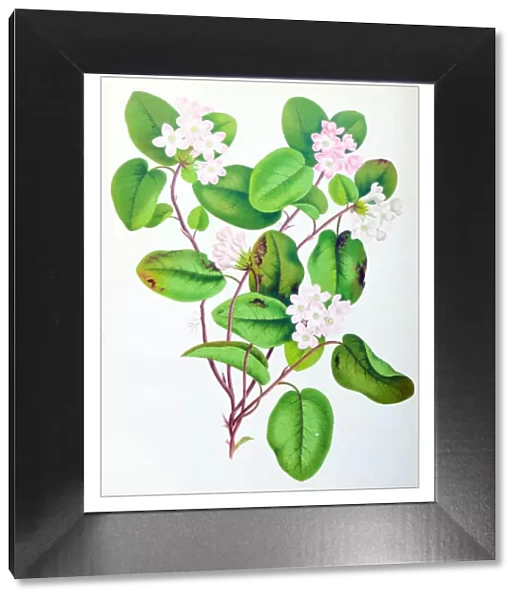 Botany plants antique engraving illustration: Epigaea repens, mayflower, trailing arbutus
