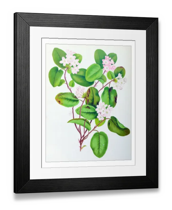 Framed Print : Botany plants antique engraving illustration: Epigaea repens, mayflower, trailing arbutus Framed Print : Botany plants antique engraving illustration: Epigaea repens, mayflower, trailing arbutus